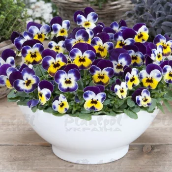 Фото 2