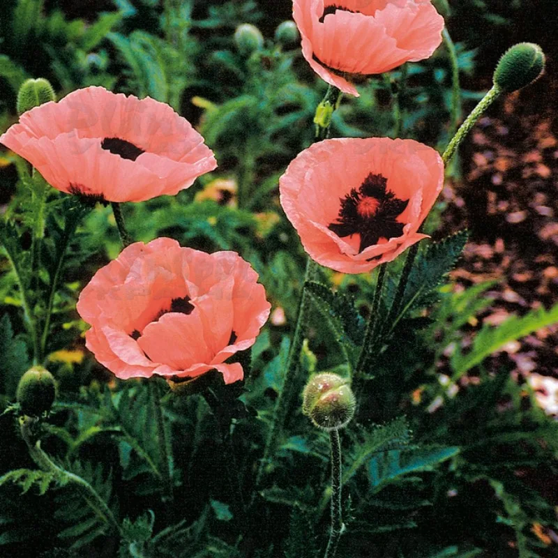 Фото 1