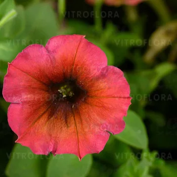 Фото 2