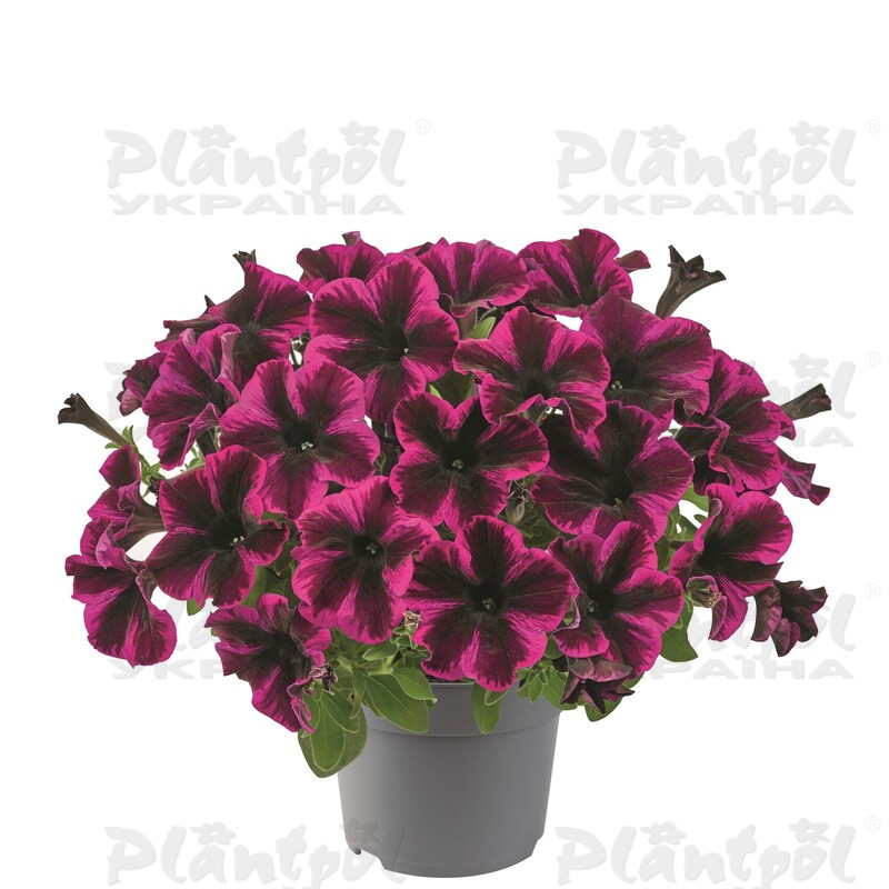 Петунія Go-Tunia Cosmic Purple