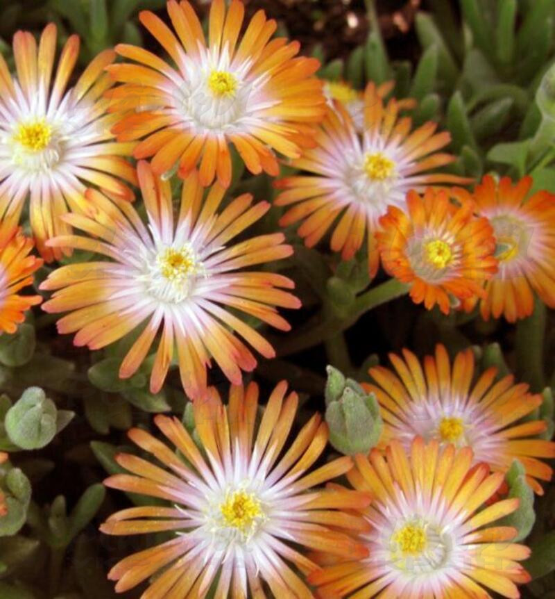 Делосперма Jewel of Desert Topaz (Vitroflora)