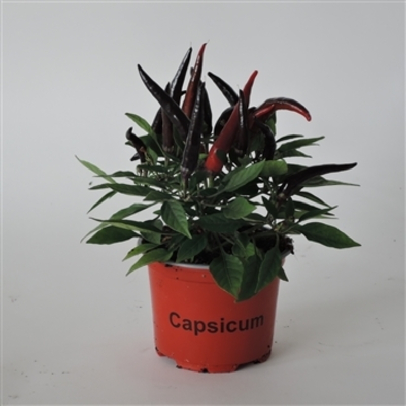 Капсікум annuum Joker Black (288 палета/Florensis)