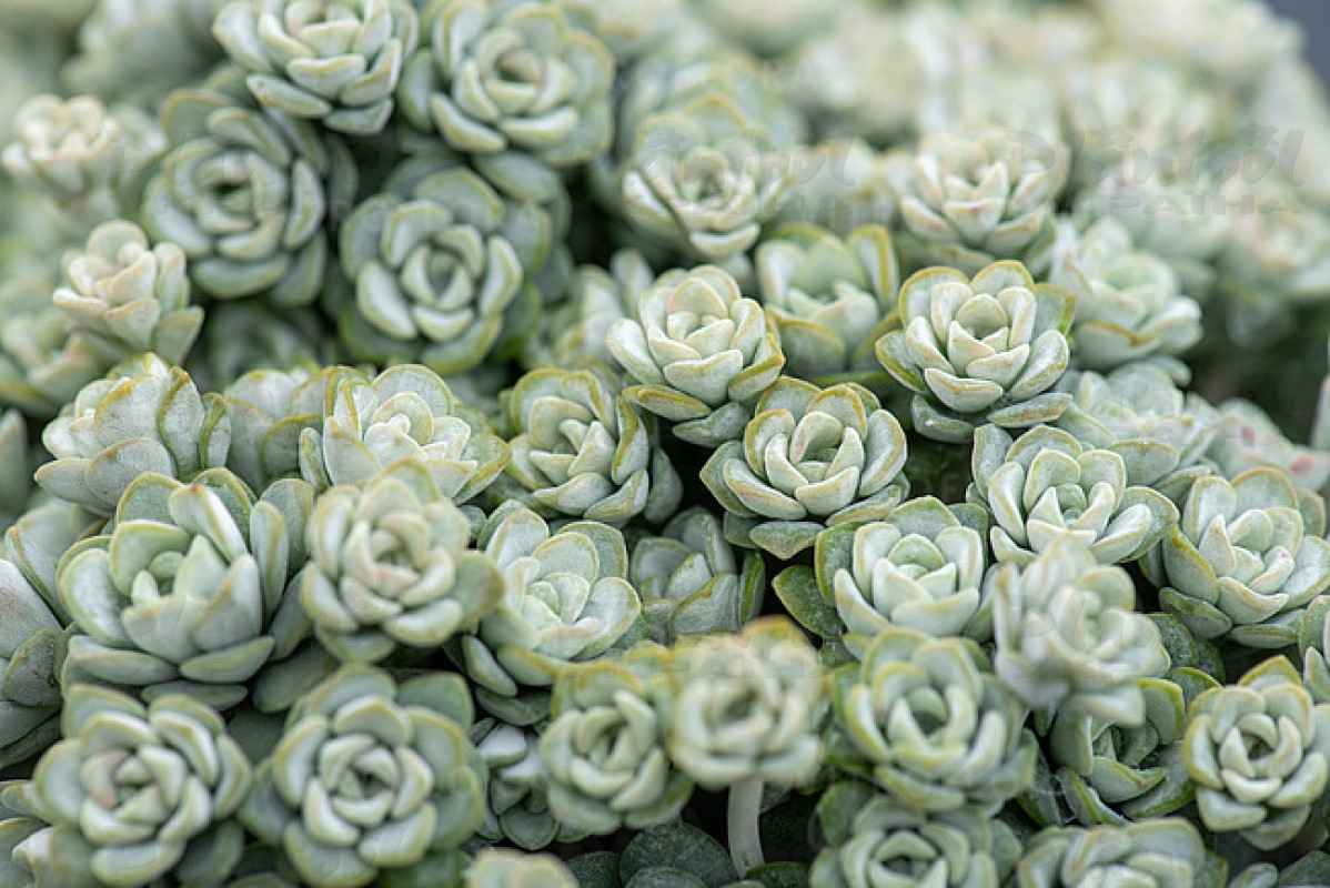 Седум ґрунтопокривний Cape Blanco (Vitroflora)