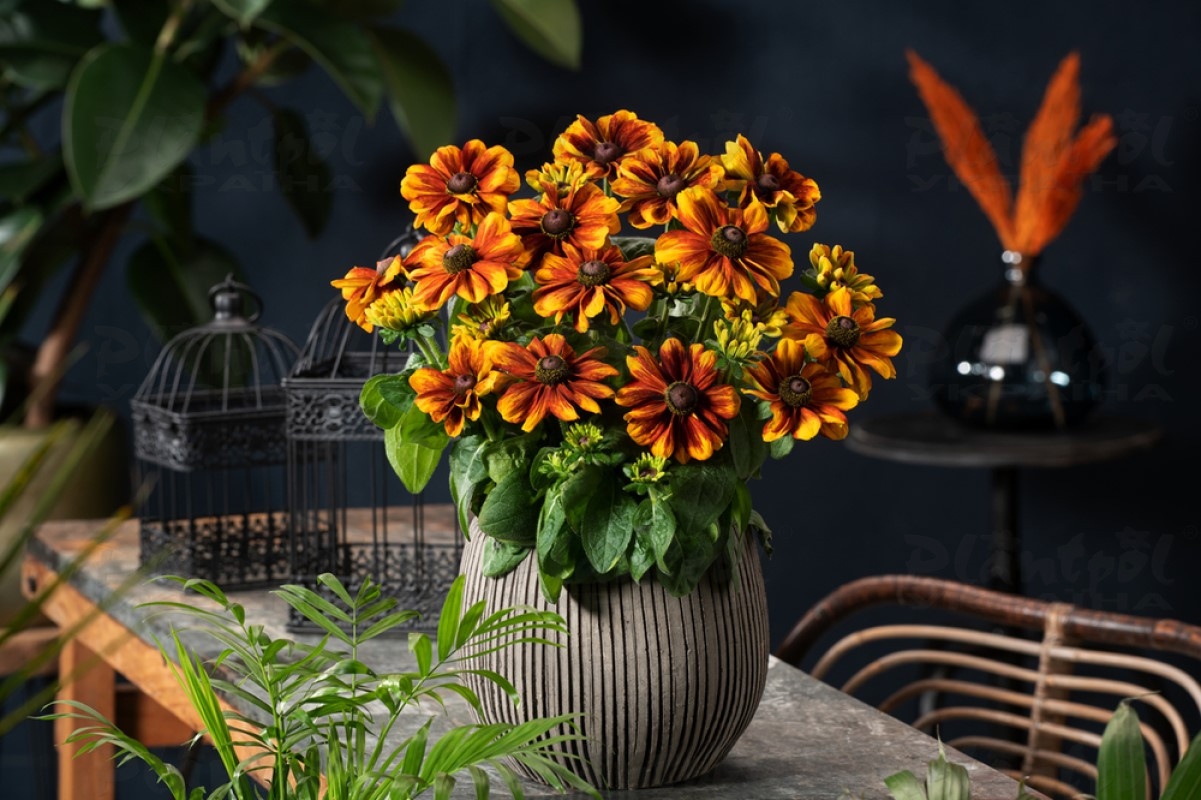 Рудбекія hirta Rudy Mini Brown Orange