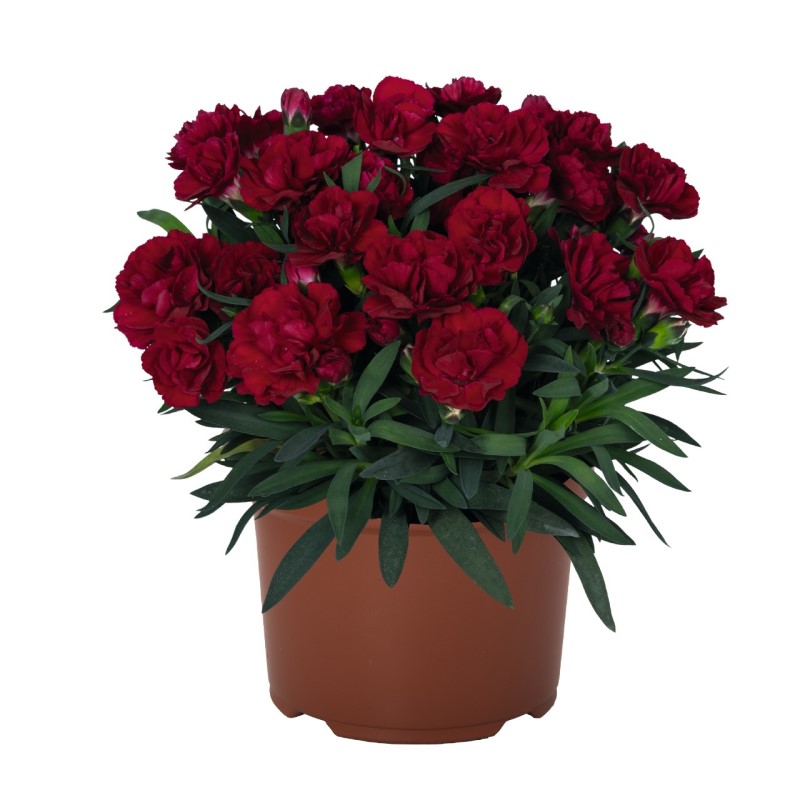 Гвоздика Sprint Red Velvet (Vitroflora)