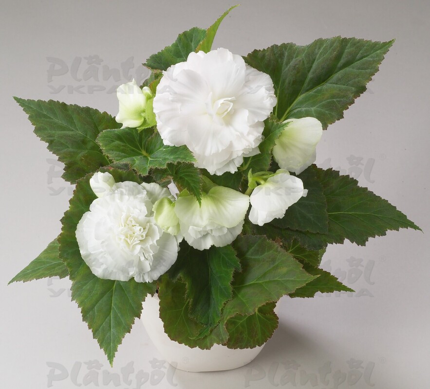 Бегонія Tuberhybrida Nonstop F1 White