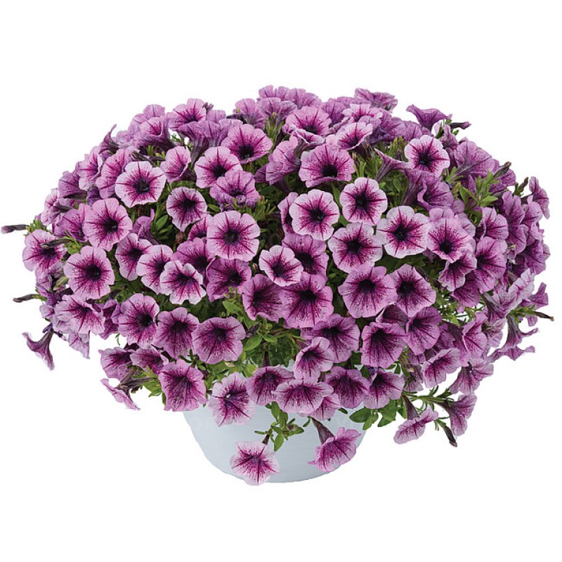 Петунія Littletunia Pink Splash