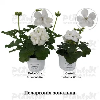 Фото 6