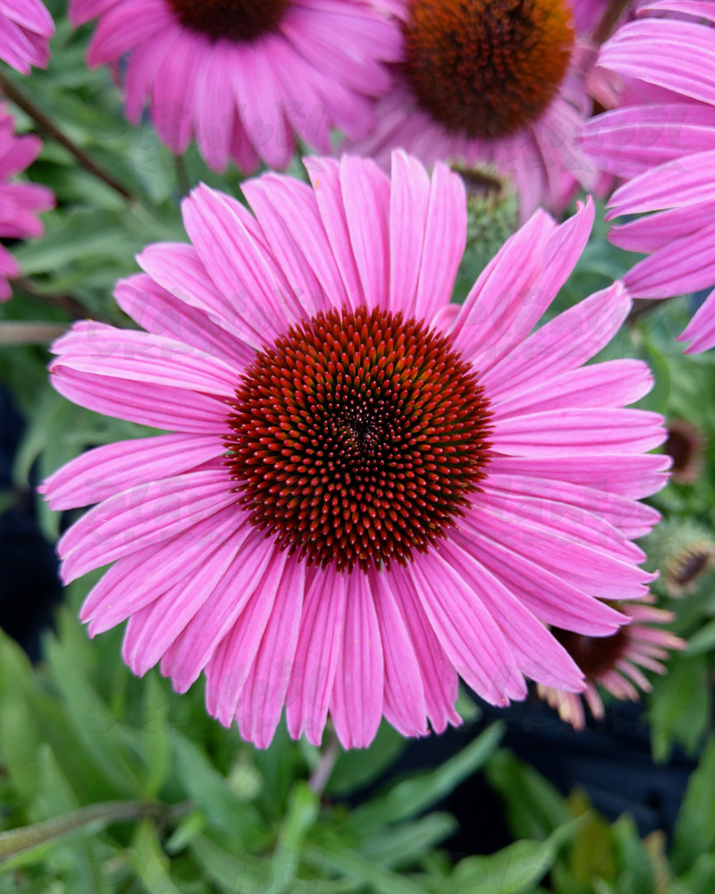 Ехінацея звичайна низька  Pearl Dark Pink (84 палета/Vitroflora)