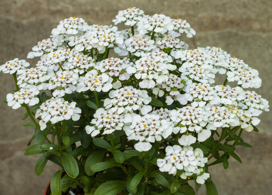 Іберіс Masterpiece (Vitroflora)