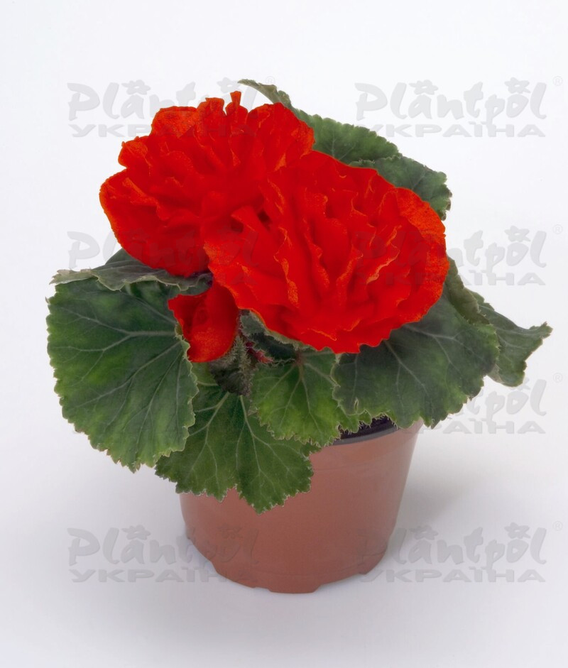 Бегонія Tuberhybrida Nonstop F1 Scarlet Red (180 палета/Florensis)