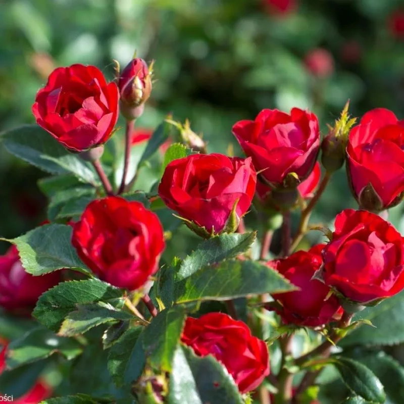 Фото 2
