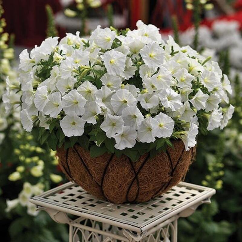 Петунія milliflora Picobella F1 White (510 палета/Florensis)