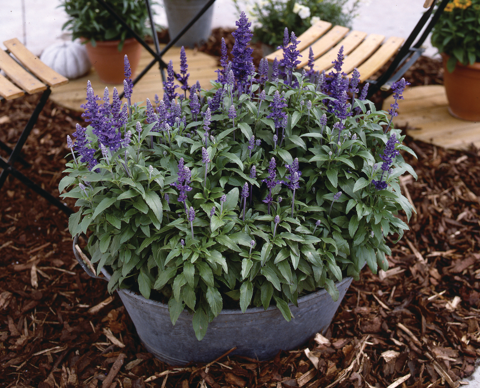 Сальвія farinacea Midi Blue (288 палета/Florensis)