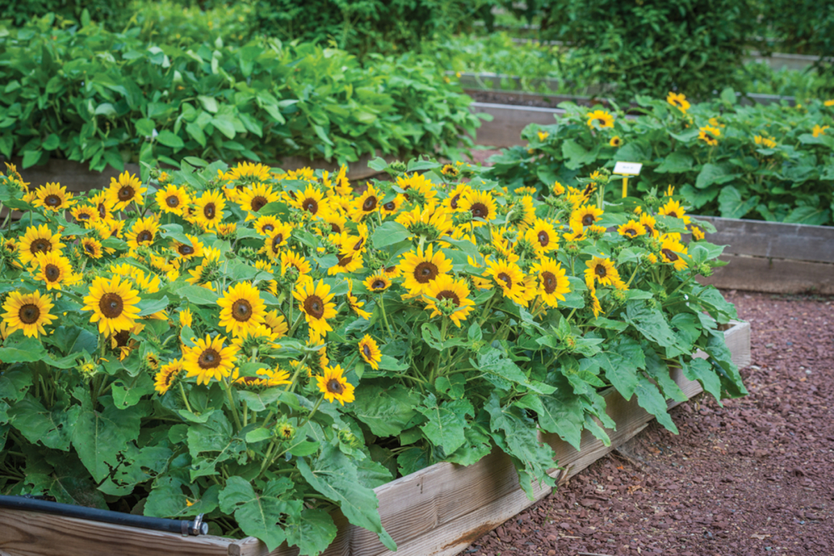 Геліантус annuus Sunray Yellow (180 палета/Florensis)