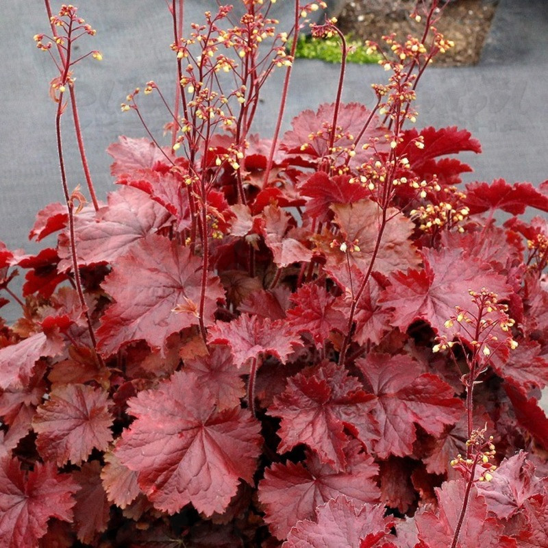 Гейхера Northern Exposure™ Red (Vitroflora)