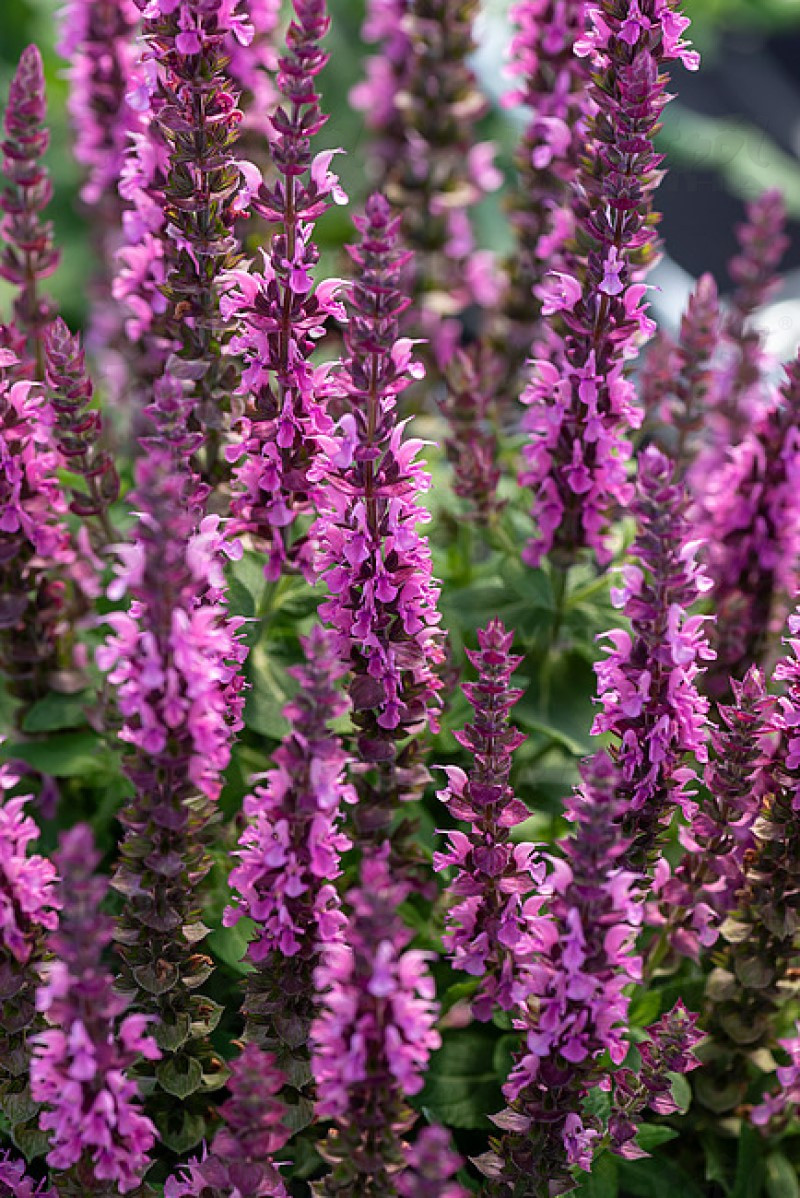 Шавлія nemorosa Pink Paradise (Vitroflora)