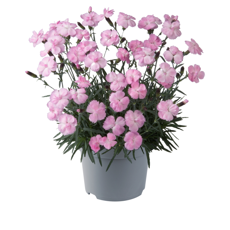 Гвоздика Dinetta Soft Pink (Florensis)