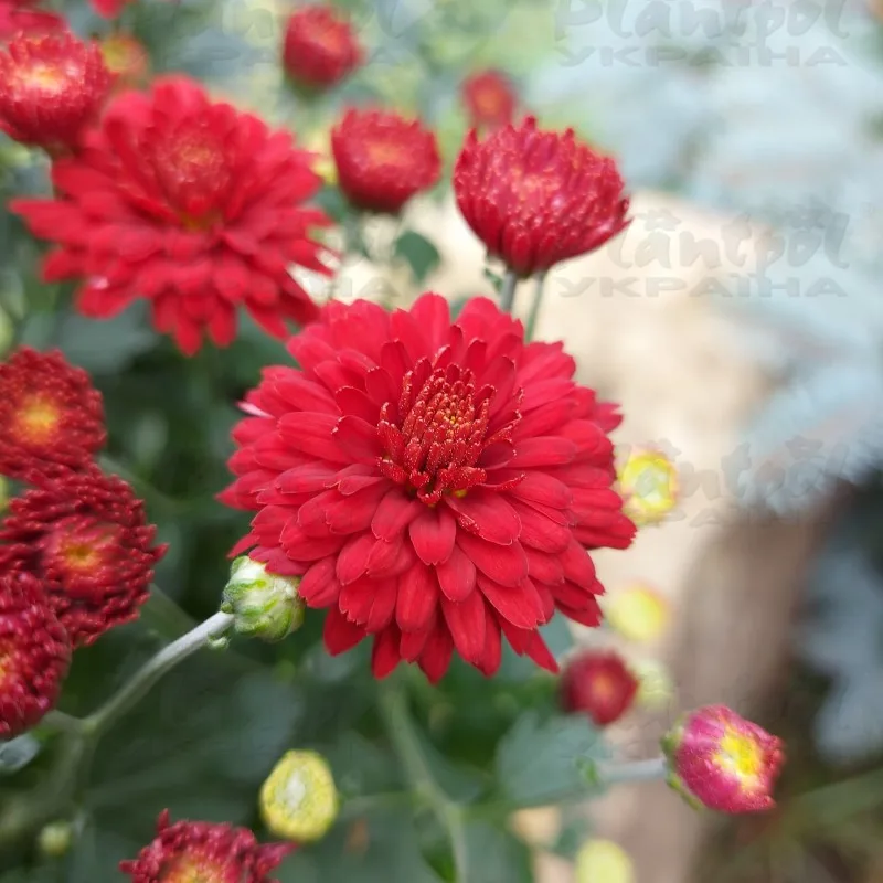 Фото 6