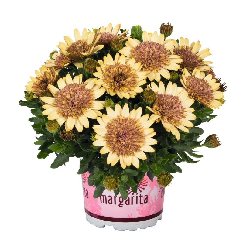 Oстеоспермум Margarita Double Yellow (Vitroflora)