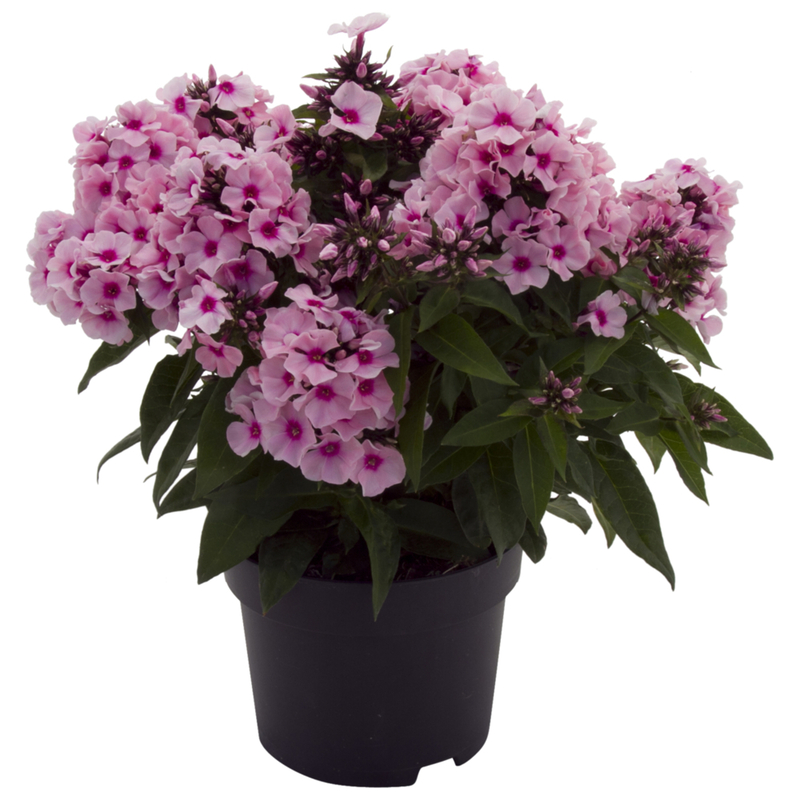 Флокс paniculata Famous Pink Eye Impr.(128 палета/Florensis)