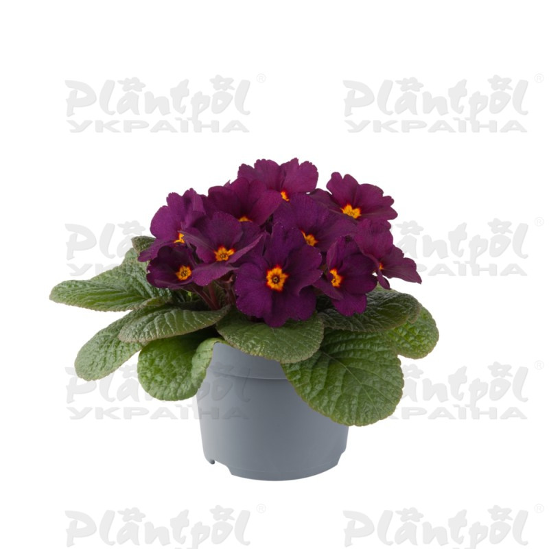 Примула Vulgaris Obsidian F1 Purple