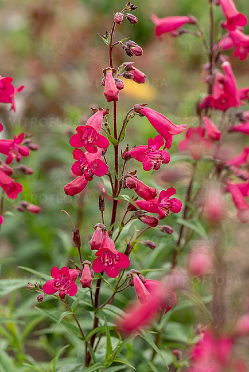 Пенстемон Schoenholzeri (Vitroflora)
