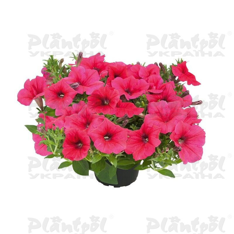 Петунія Kuyamba Sweet Pink