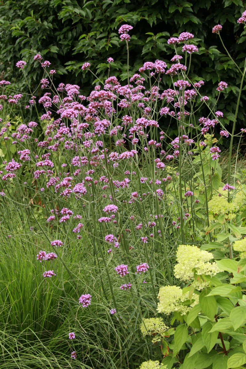 Вербена bonariensis Violet Blue (288 палета/Florensis)