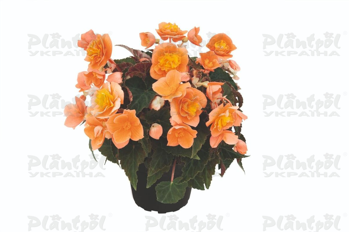Бегонія Bellissa Orange