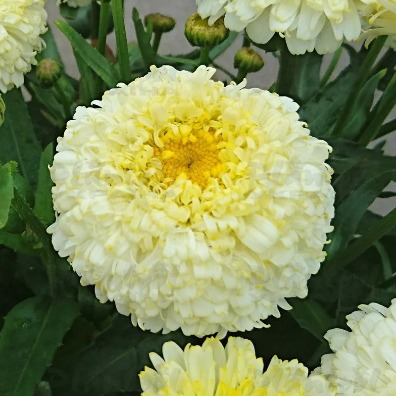 Фото 3