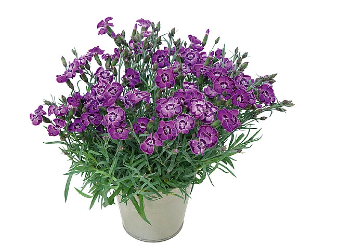 Гвоздика Diantica Violet Blue