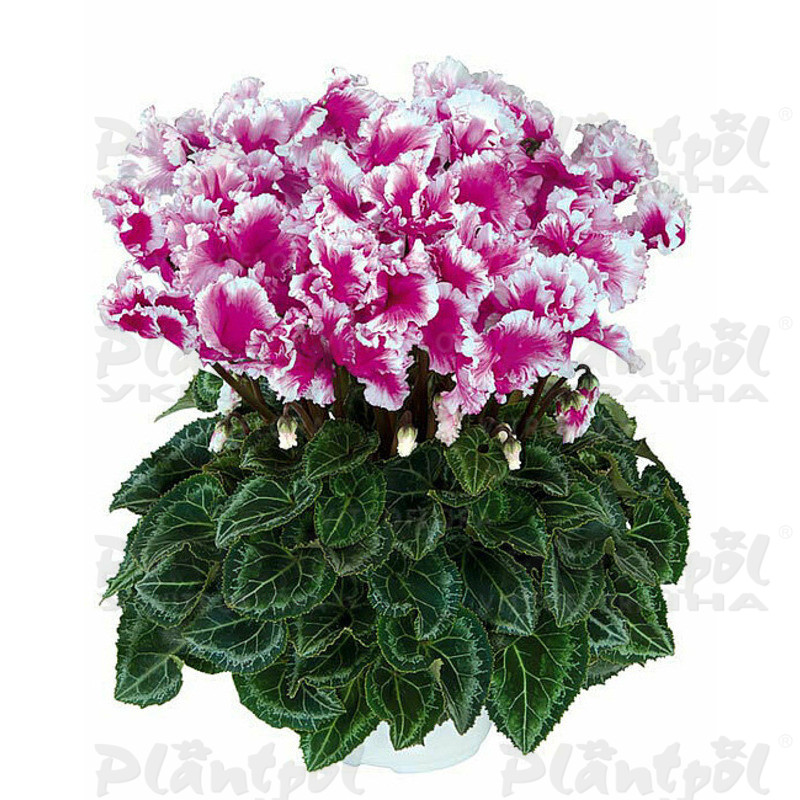 Цикламен Halios Friola Light Purple