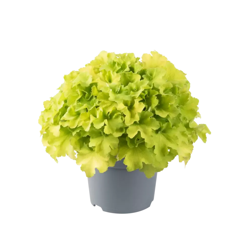 Гейхера Carnival Lime (Florensis)