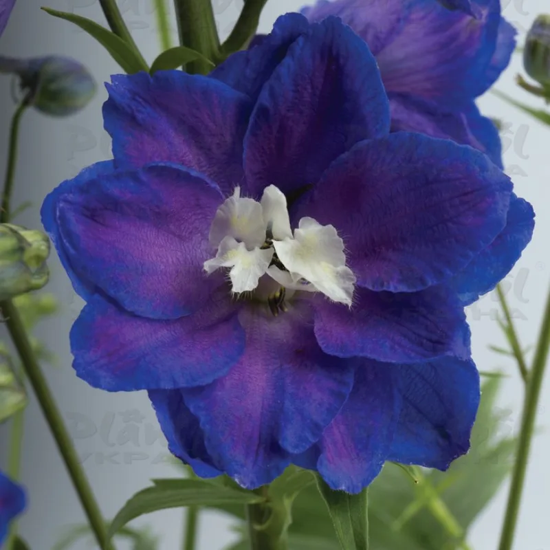 Фото 2