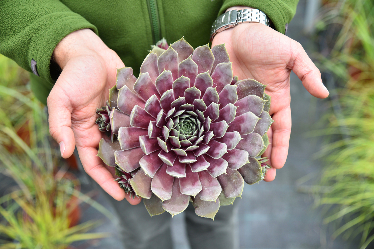Семпервівум BigSam Purple Quartz (Vitroflora)