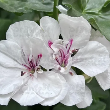 Фото 6