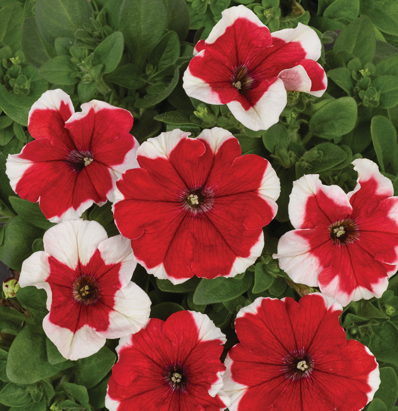Петунія grandiflora Pacta Parade Red Picotee