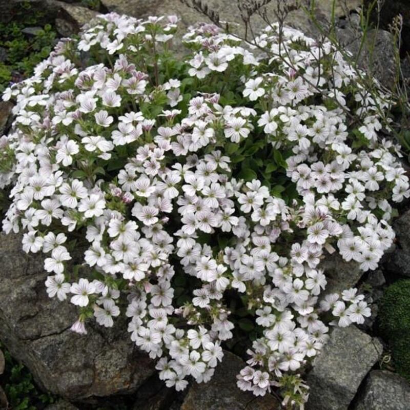 Гіпсофіла cerastoides White (Florensis)