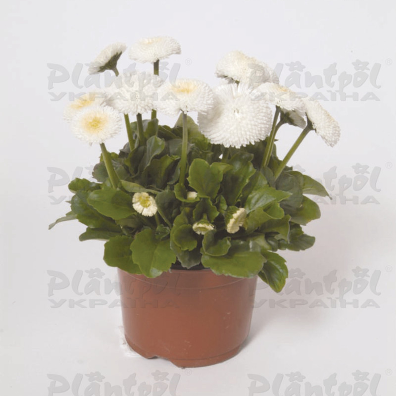Стокротки bellis perennis Bellissima White (288 палета)