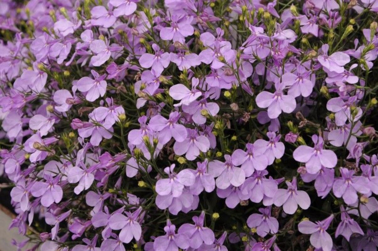 Лобелія Lobelix Lilac