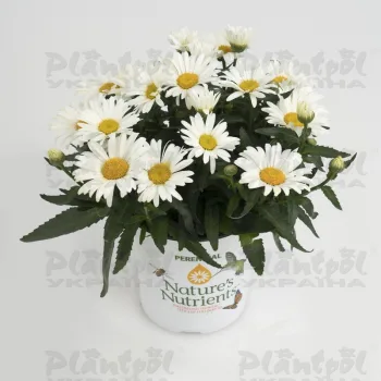 Фото 1