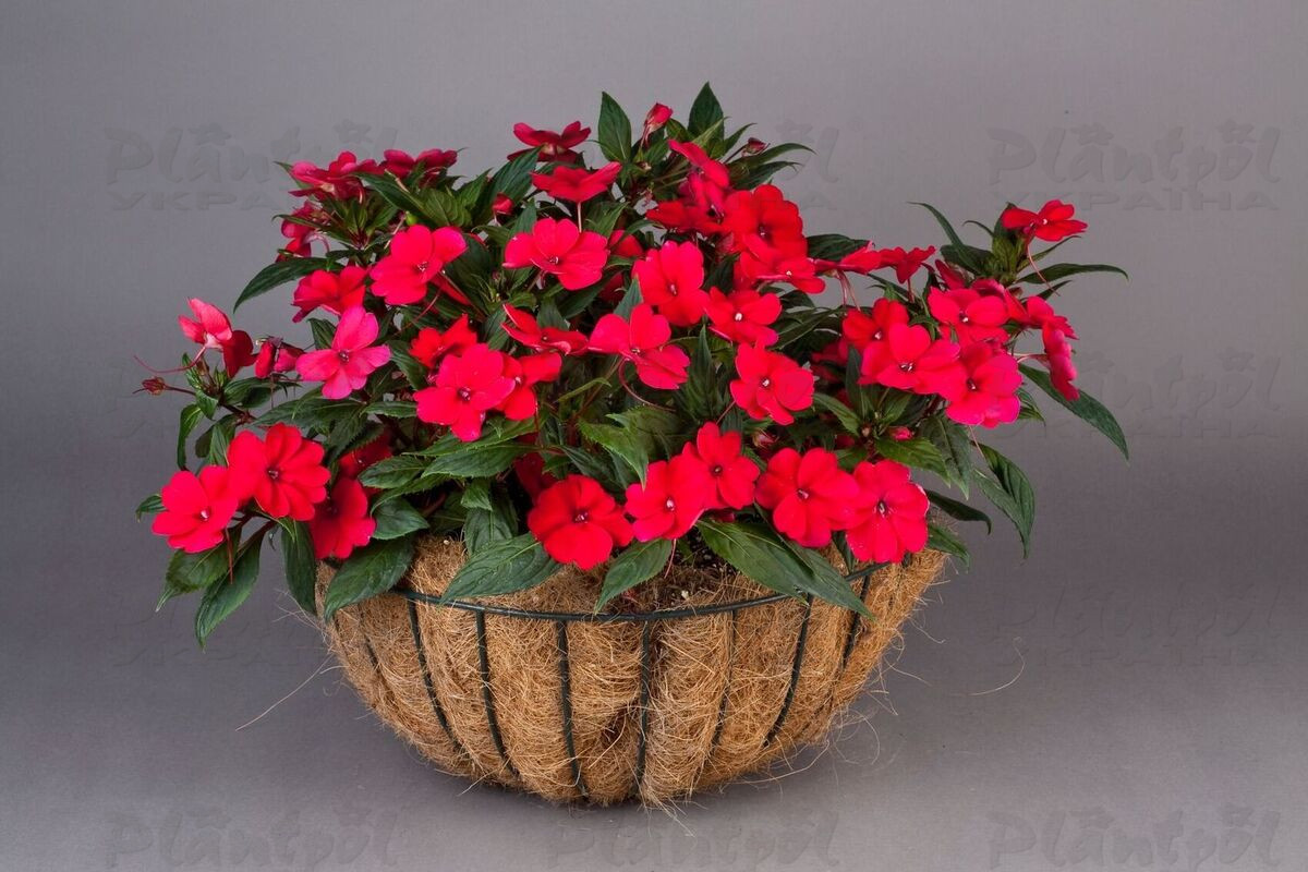 Імпатієнс Sunpatiens Vigorous Scarlet