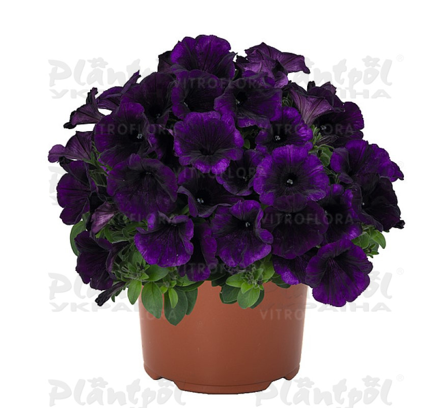Петунія Sweetunia Lilac