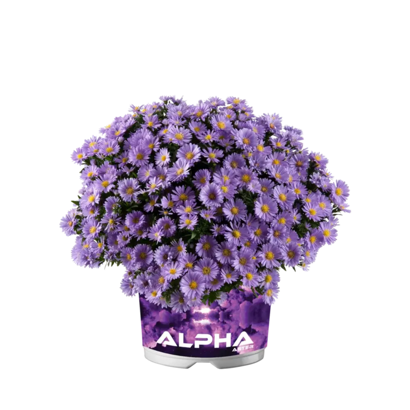 Айстра Alpha Light Purple