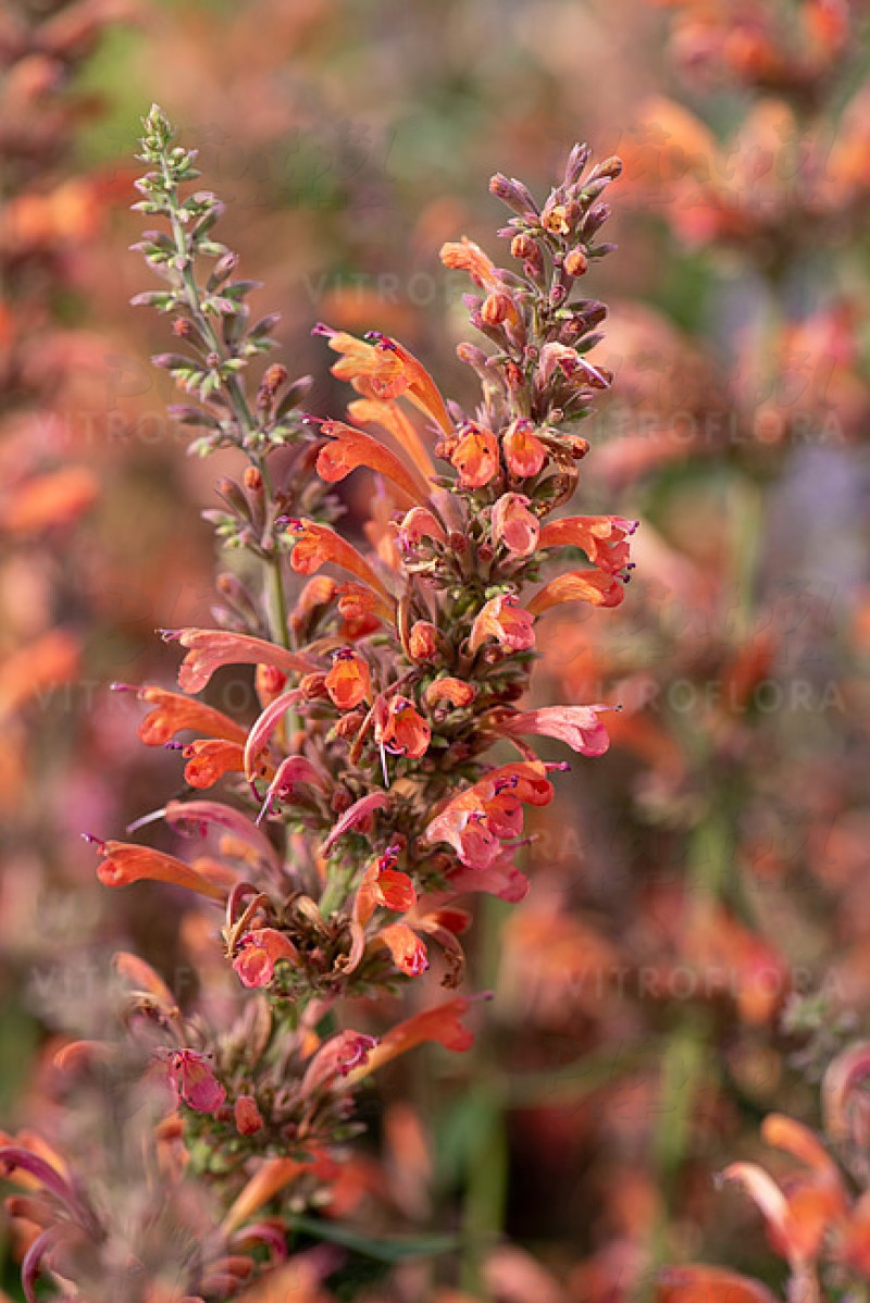 Агастахіс Fleur (Vitroflora)