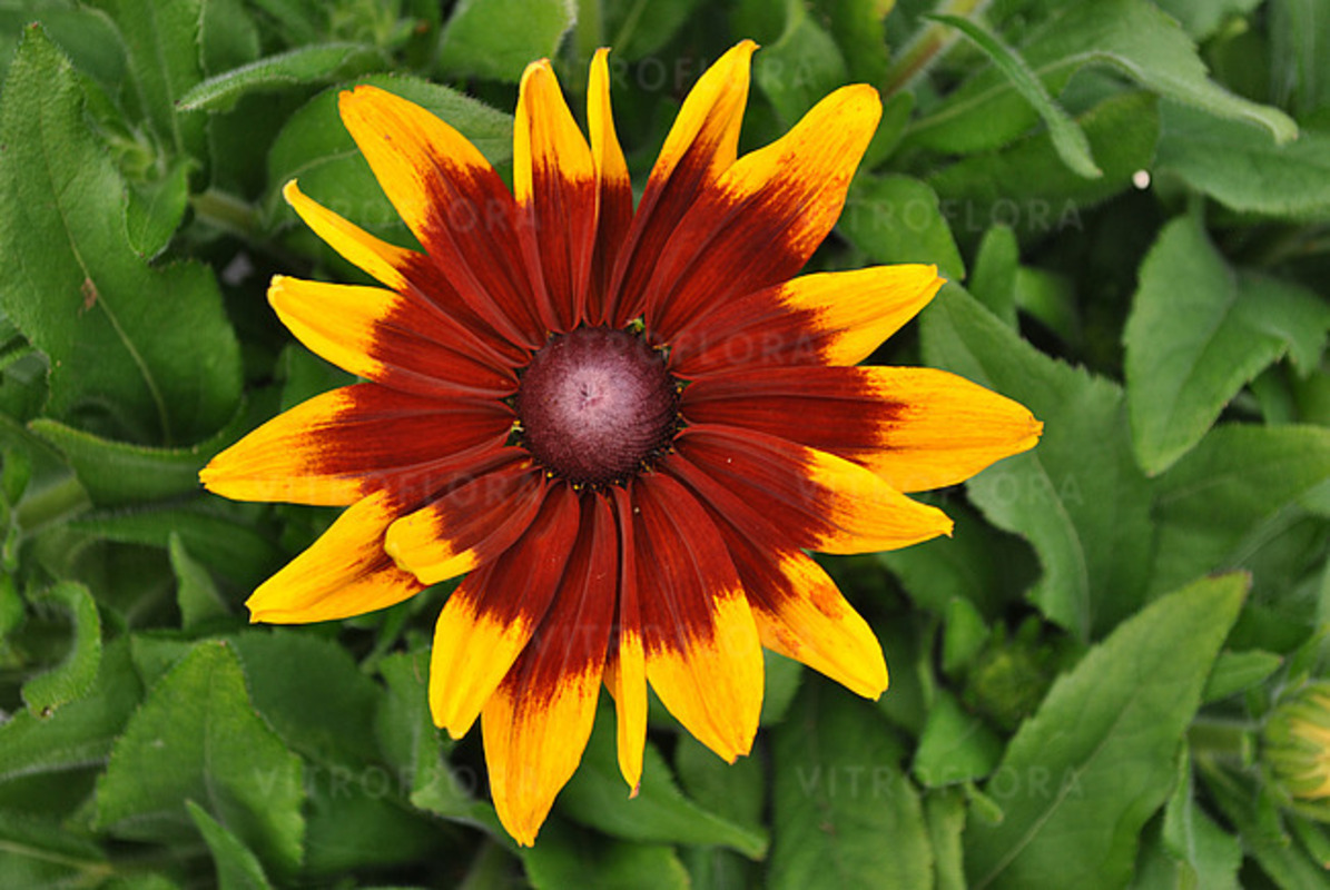 Рудбекія Sunbeckia Mia (Vitroflora)