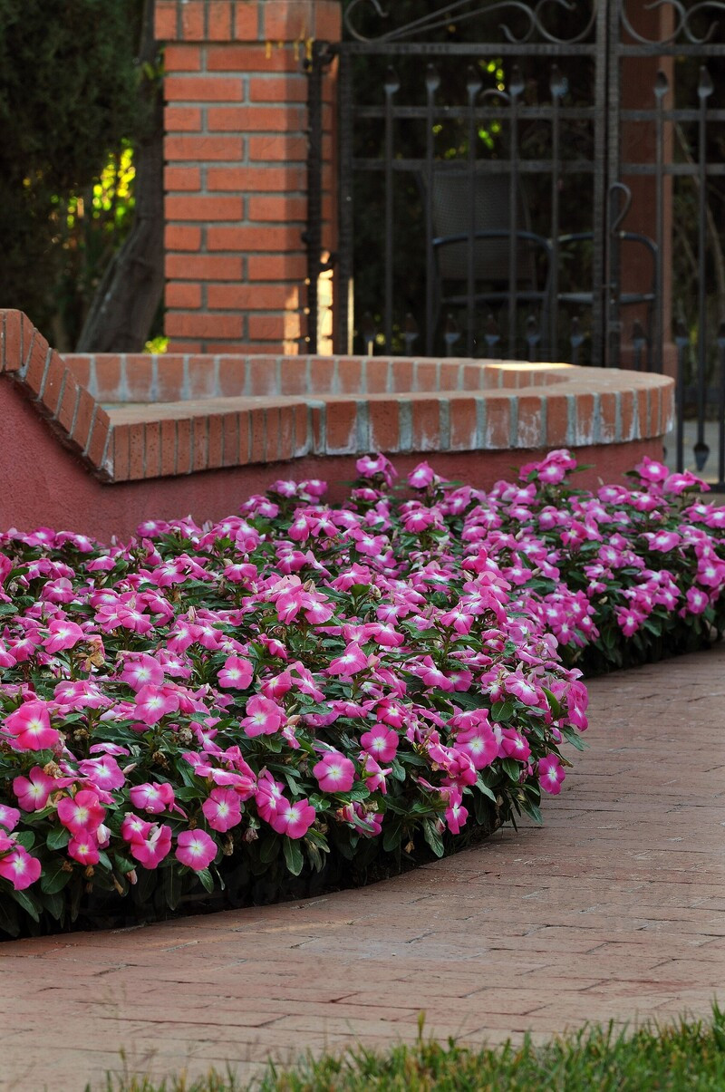 Катарантус roseus Titan F1 Rose Halo (288 палета/Florensis)