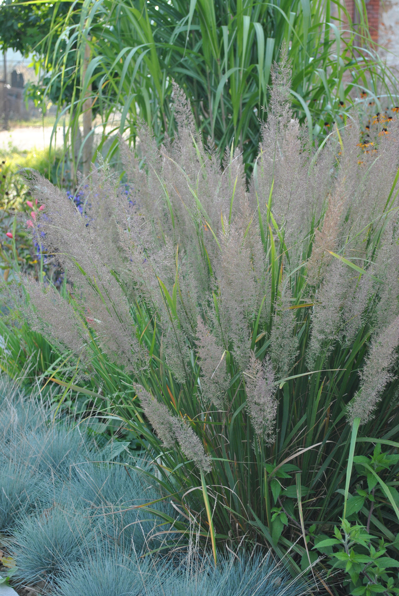 Каламагростіс brachytricha (84 палета/Vitroflora)