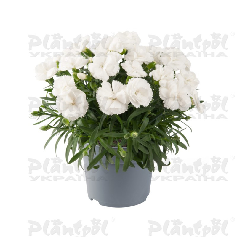 Гвоздика Code White Winter (180 палета/Florensis)